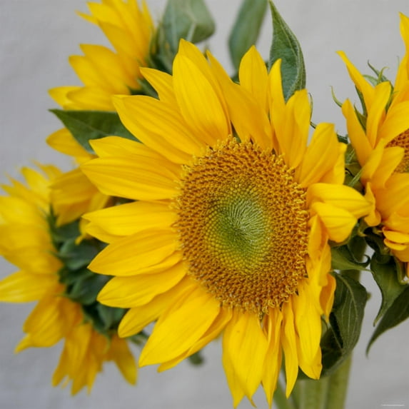Art.com Sunny Sunflower IV Photo by Nicole Katano, 24" x 24"