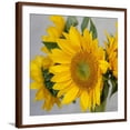 thumbnail image 1 of Art.com Sunny Sunflower IV Photo by Nicole Katano, Brown Frame Wall Art, 29" x 29", 1 of 5