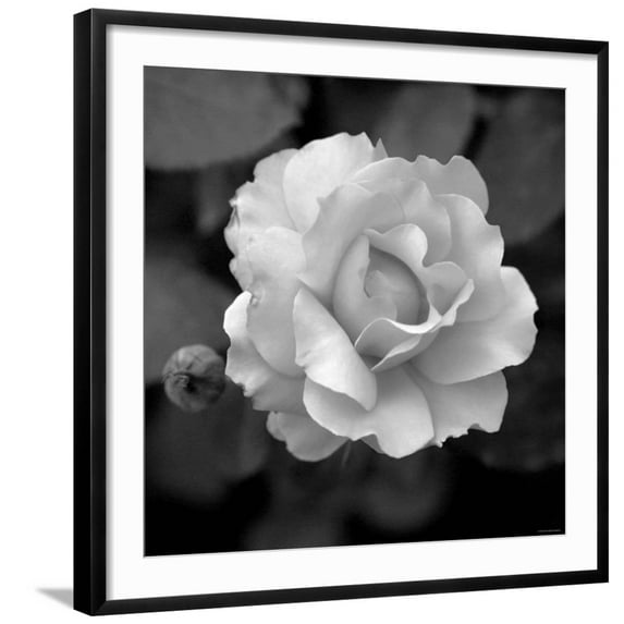 Art.com Sweet Rose II Photo by Nicole Katano, Black Frame Wall Art, 29" x 29"