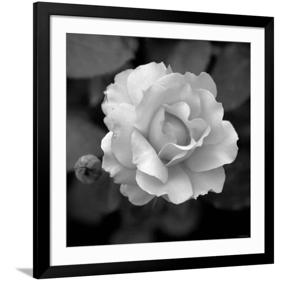 Art.com Sweet Rose II Photo by Nicole Katano, Black Frame Wall Art, 38" x 38"