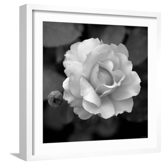 Art.com Sweet Rose II Photo by Nicole Katano, White Frame Wall Art, 21" x 21"