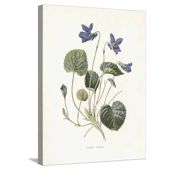 Art.com Sweet Violets Stretched Canvas Print Wall Art by Gwendolyn Babbitt, 18" x 24"