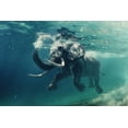 thumbnail image 1 of Art.com Swimming Elephant Underwater. African Elephant in Ocean with Mirrors and Ripples at Water Surface. Photographic Print by Willyam Bradberry, 36" x 24", 1 of 4