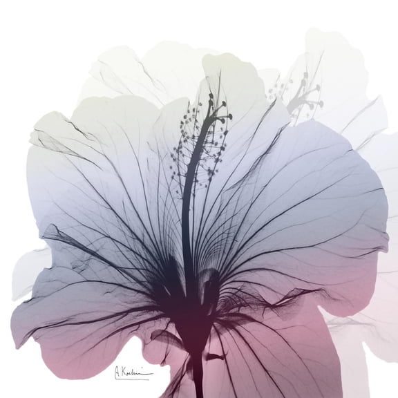 Art.com Tasty Grape Hibiscus Art Print by Albert Koetsier, 16" x 16"