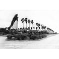 thumbnail image 1 of Art.com Texas - Palms along the Highway in Lower Rio Grande Valley Art Print by Lantern Press, 24" x 16", 1 of 4