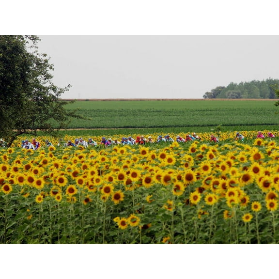 Art.com The Pack Rides Past a Sunflower Field During the Sixth Stage of the Tour De France Photographic Print, 24" x 18"