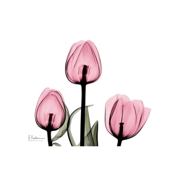 Art.com The Tallest Tulip Art Print by Albert Koetsier, 16" x 12"