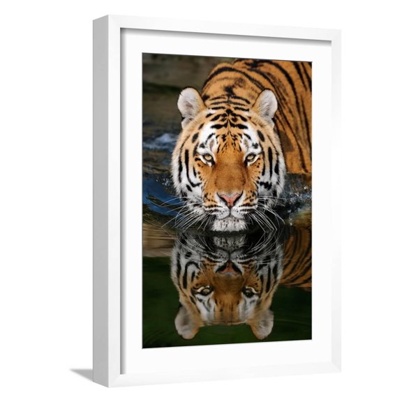 Art.com Tiger Reflection Art Print by Lantern Press, White Frame Wall Art, 17" x 23"