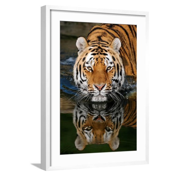 Art.com Tiger Reflection Art Print by Lantern Press, White Frame Wall Art, 21" x 29"