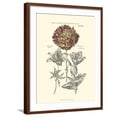 thumbnail image 1 of Art.com Tinted Floral IV Art Print by Besler Basilius, Brown Frame Wall Art, 23" x 29", 1 of 5