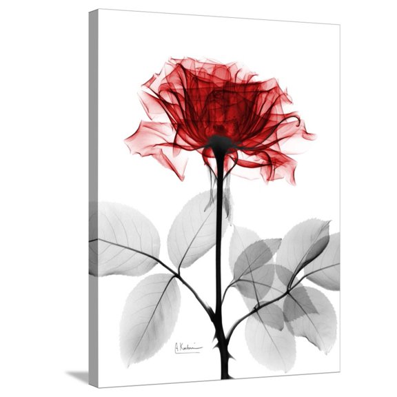 Art.com Tonal Rose on White Stretched Canvas Print Wall Art by Albert Koetsier, 24" x 32"