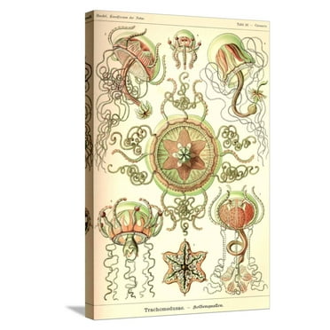 Art.com Trachomedusae - Jellyfish Stretched Canvas Print Wall Art by Ernst Haeckel, 16" x 24"