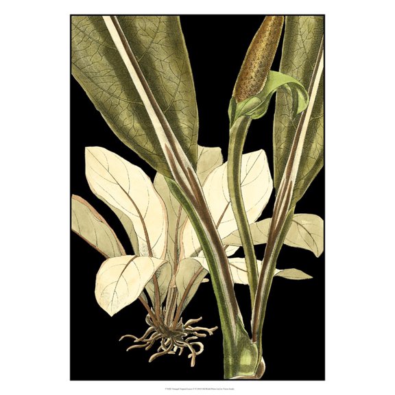 Art.com Tranquil Tropical Leaves V Art Print by Vision Studio, 12" x 16"