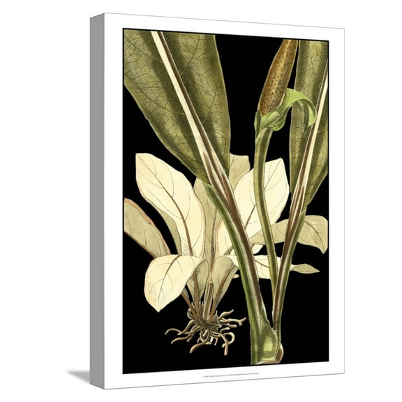 Art.com Tranquil Tropical Leaves V Stretched Canvas Print Wall Art by Vision Studio, 12" x 16"