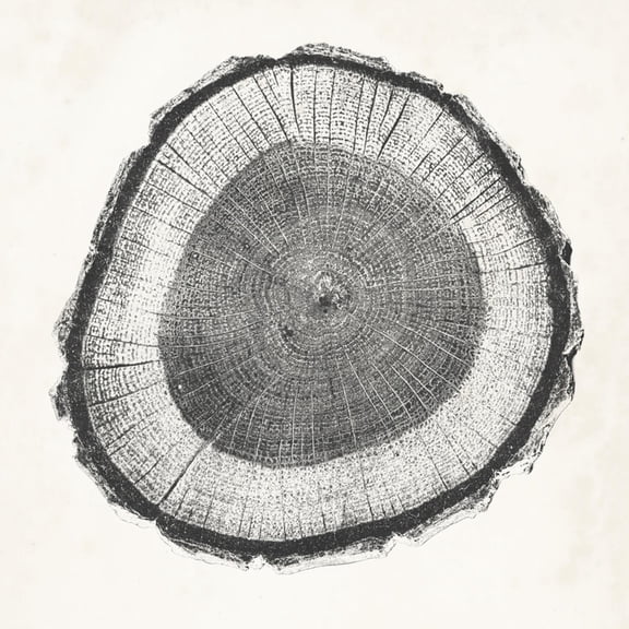 Art.com Tree Ring II Art Print by Vision Studio, 16" x 16"