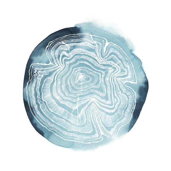 Art.com Tree Ring Overlay IV Art Print by Grace Popp, 16" x 16"