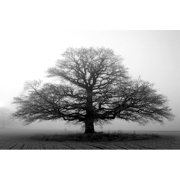 Art.com Tree in the Mist Photographic Print, 24" x 16"
