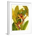 Tropical Bird of Paradise Art Print by Tim O'toole, White Frame