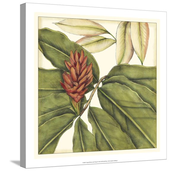 Art.com Tropical Blooms and Foliage II Stretched Canvas Print Wall Art by Jennifer Goldberger, 24" x 24"