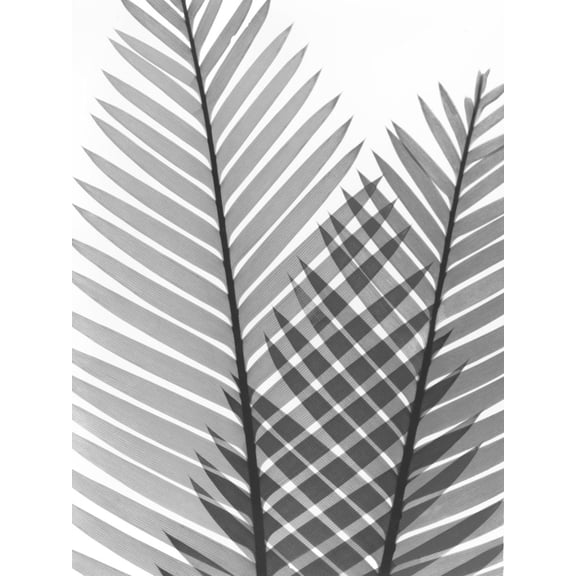 Art.com Tropical Fern 1 Photo by Albert Koetsier, 18" x 24"