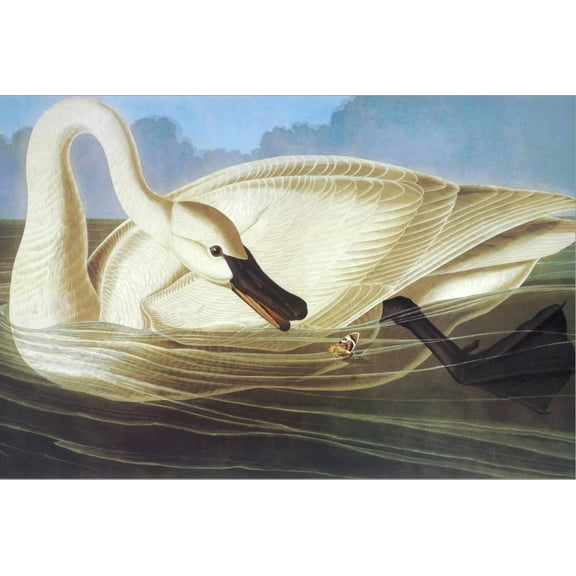 Art.com Trumpeter Swan Stretched Canvas Print Wall Art by John James Audubon, 36" x 24"