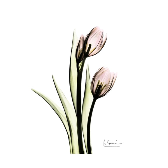 Art.com Tulip Portrait Art Print by Albert Koetsier, 18" x 24"