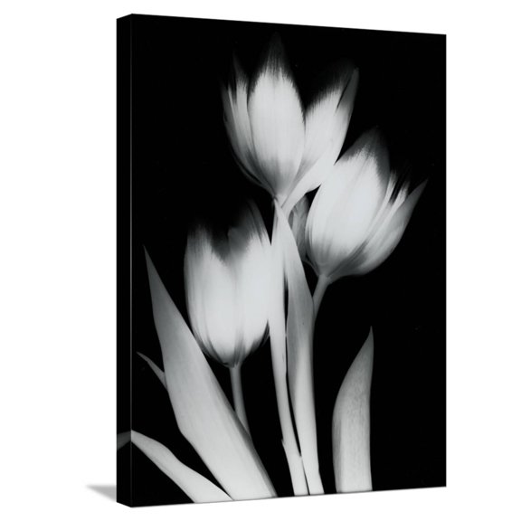 Art.com Tulip Tres BW Stretched Canvas Print Wall Art by Albert Koetsier, 18" x 24"