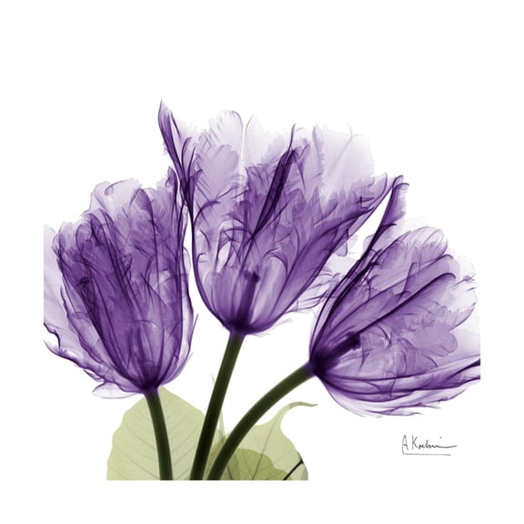 Art.com Tulips L63 Premium Giclee Print by Albert Koetsier, 24" x 24"