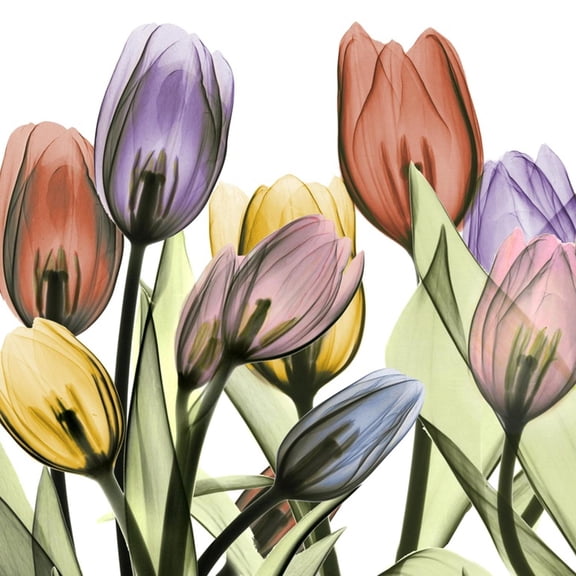 Art.com Tulipscape 2 Photographic Print by Albert Koetsier, 30" x 30"