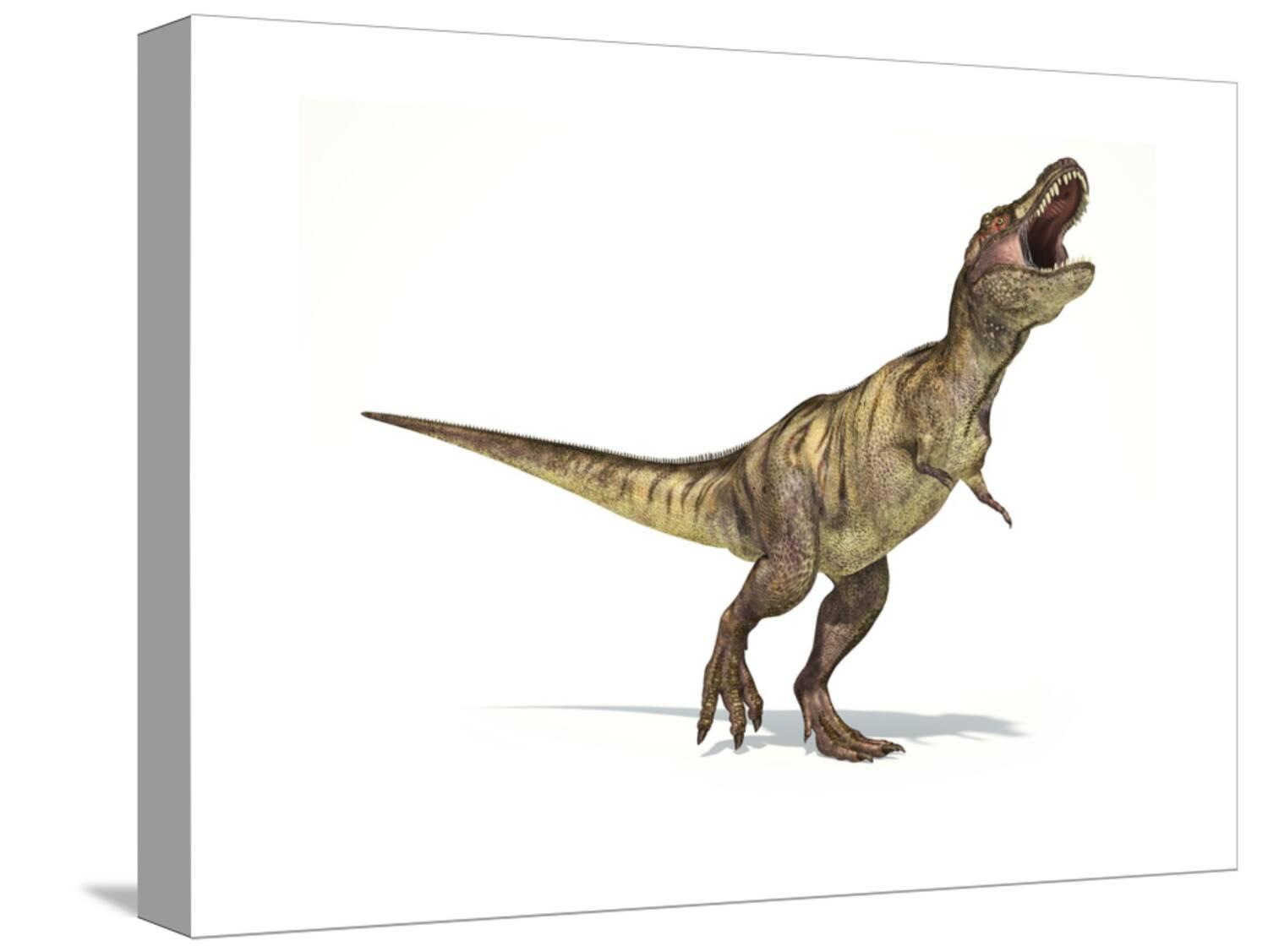 Tyrannosaurus Rex Dinosaur on White Background Stretched Canvas