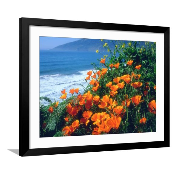 Art.com USA, California, California Poppies Along the Pacific Coast Photographic Print by Jaynes Gallery, Black Frame Wall Art, 40" x 32"
