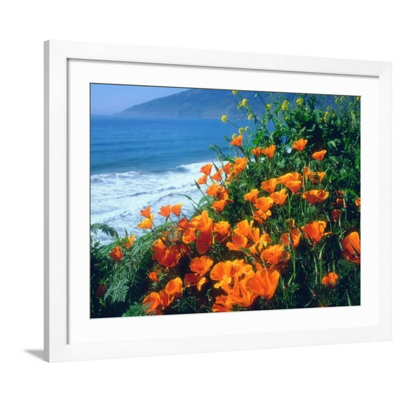 Art.com USA, California, California Poppies Along the Pacific Coast Photographic Print by Jaynes Gallery, White Frame Wall Art, 40" x 32"