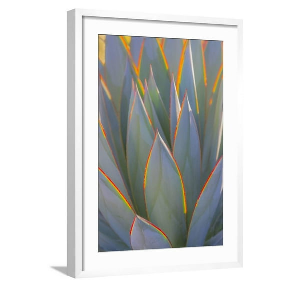 Art.com USA, California, Morro Bay. Backlit agave leaves. Photographic Print by Jaynes Gallery, White Frame Wall Art, 21" x 29"