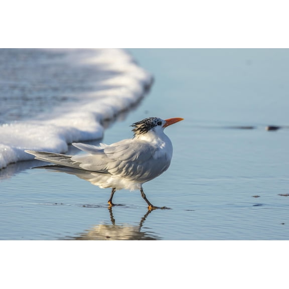 Art.com USA, California, San Luis Obispo County. Royal tern on shore. Photographic Print by Jaynes Gallery, 24" x 16"