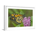 thumbnail image 1 of Art.com USA, California, Santa Barbara. Monarch butterfly on flower. Photographic Print by Jaynes Gallery, White Frame Wall Art, 29" x 21", 1 of 5