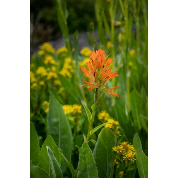Art.com USA, Colorado, Uncompahgre National Forest. Indian paintbrush flower close-up. Photographic Print by Jaynes Gallery, 16" x 24"