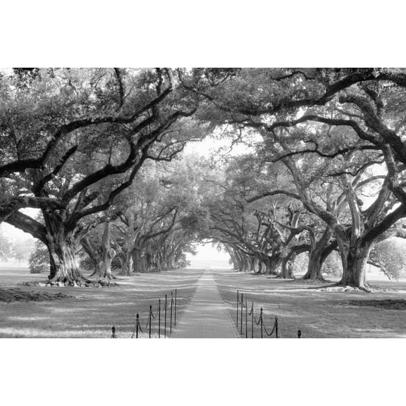 Art.com USA, Louisiana, New Orleans, brick path through alley of oak trees Photographic Print, 24" x 16"