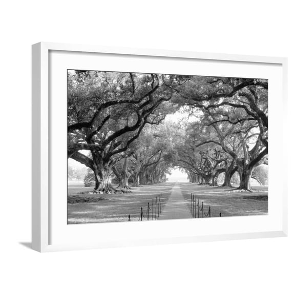 Art.com USA, Louisiana, New Orleans, brick path through alley of oak trees Photographic Print, White Frame Wall Art, 29" x 21"