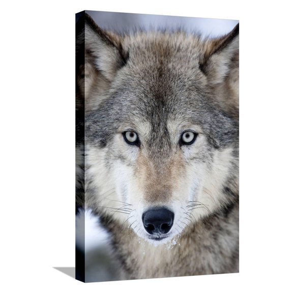 Art.com USA, Minnesota, Sandstone, Eyes of the Wolf Stretched Canvas Print Wall Art by Hollice Looney, 12" x 18"