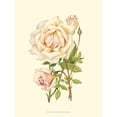 thumbnail image 1 of Art.com Victorian Rose III Art Print by P^ Seguin-Bertault, 12" x 16", 1 of 3