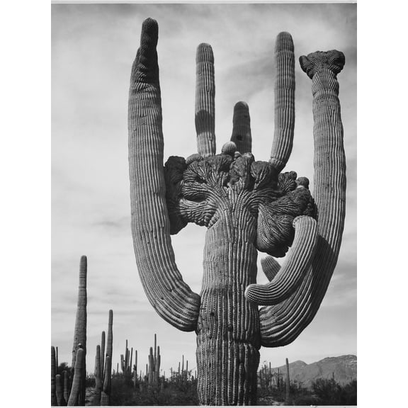 Art.com View Of Cactus And Surrounding Area Saguaros Saguaro National Monument Arizona 1933-1942 Art Print by Ansel Adams, 12" x 16"