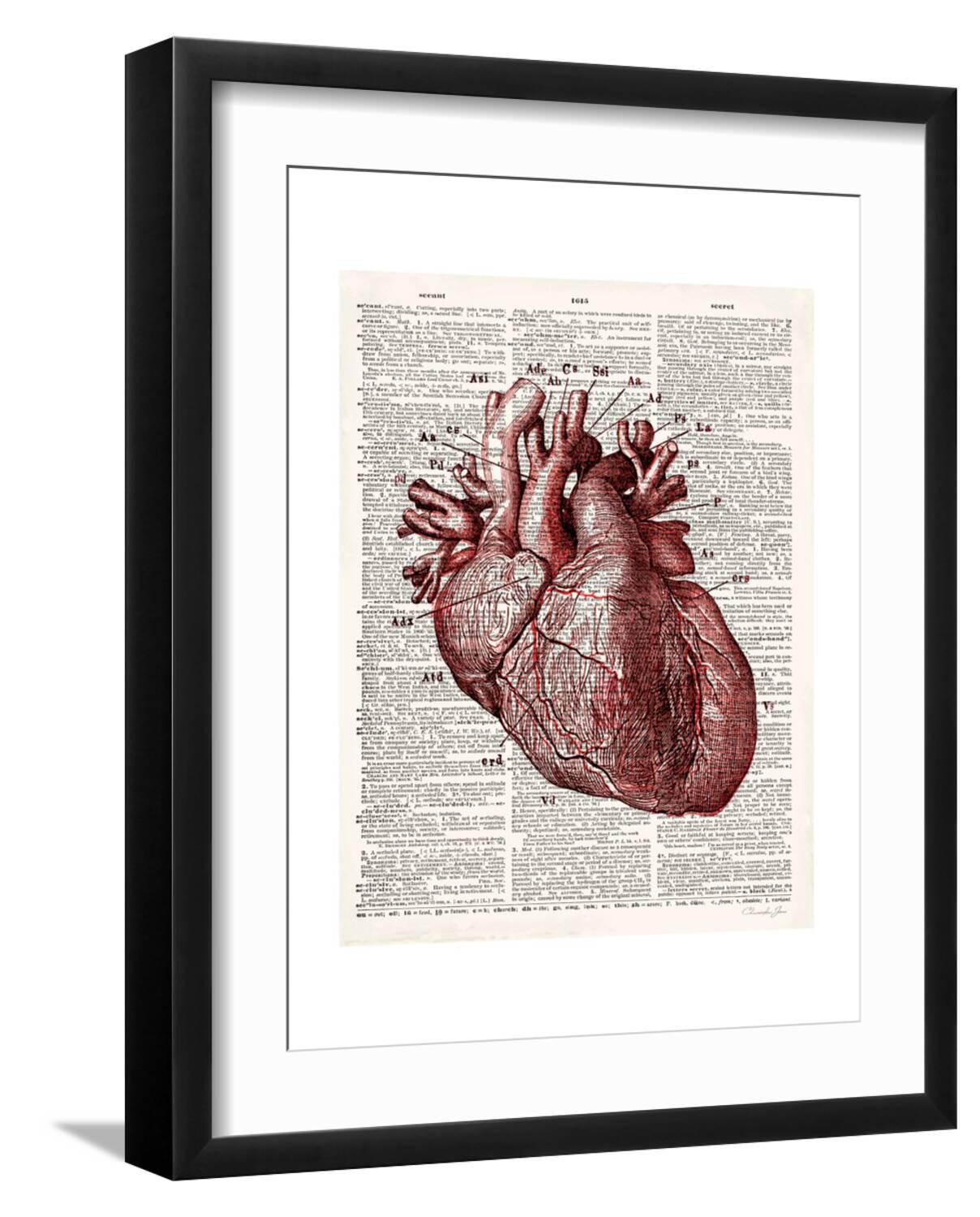 Art.com Vintage Anatomy Heart Premium Giclee Print by Christopher James ...