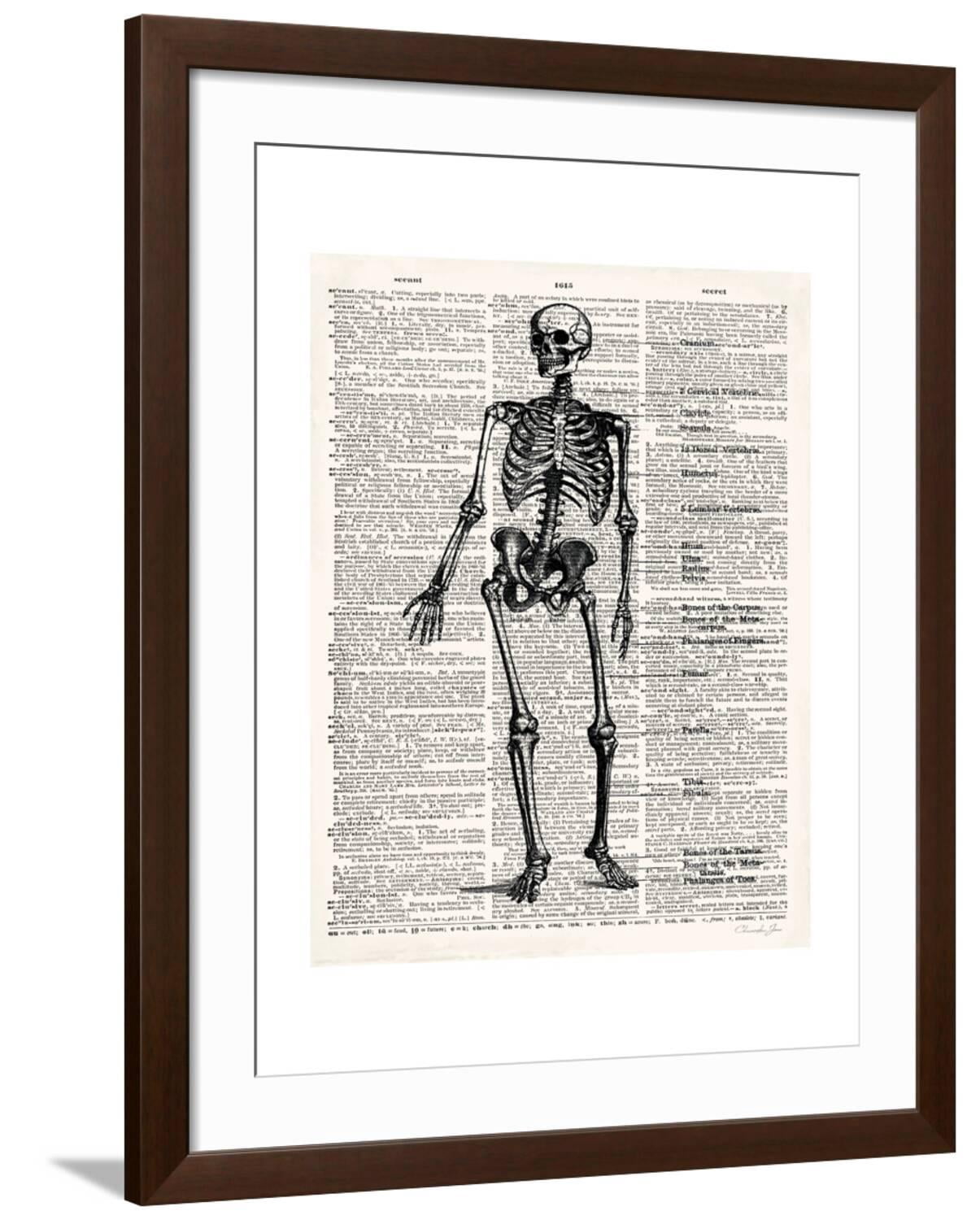Art.com Vintage Anatomy Skeleton Premium Giclee Print by Christopher ...