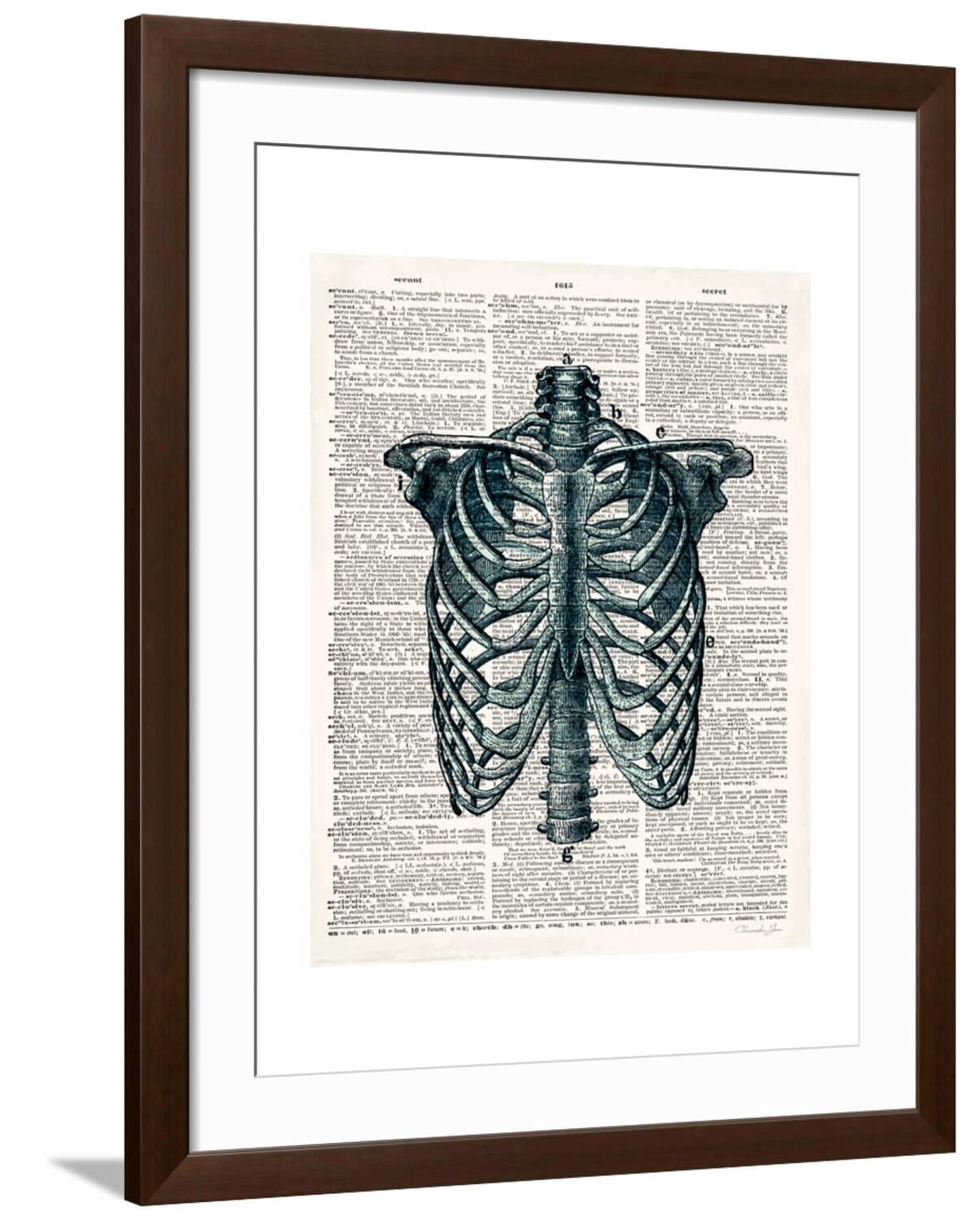 Art.com Vintage Anatomy Study Premium Giclee Print by Christopher James ...