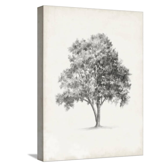 Art.com Vintage Arbor Study I Stretched Canvas Print Wall Art by Ethan Harper, 12" x 16"