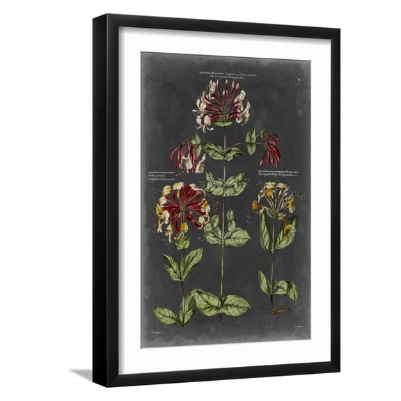 Art.com Vintage Botanical Chart I Art Print by Vision Studio, Black Frame Wall Art, 17" x 23"