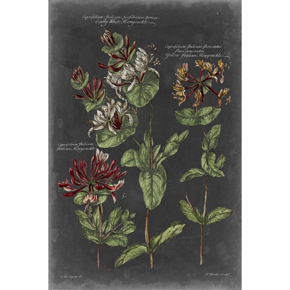 Art.com Vintage Botanical Chart IV Art Print by Vision Studio, 12" x 18"