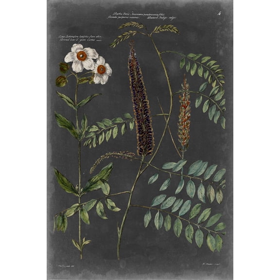 Art.com Vintage Botanical Chart V Art Print by Vision Studio, 12" x 18"