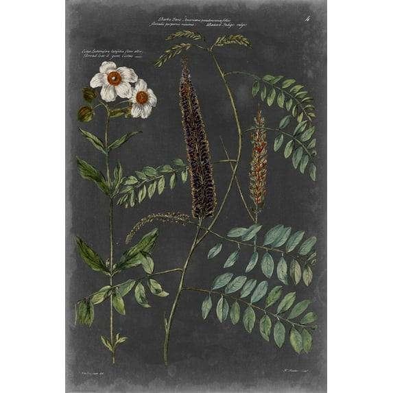 Art.com Vintage Botanical Chart V Art Print by Vision Studio, 24" x 36"