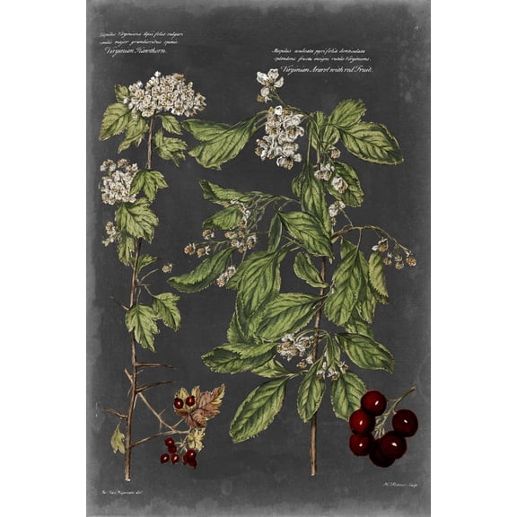 Art.com Vintage Botanical Chart VI Art Print by Vision Studio, 12" x 18"